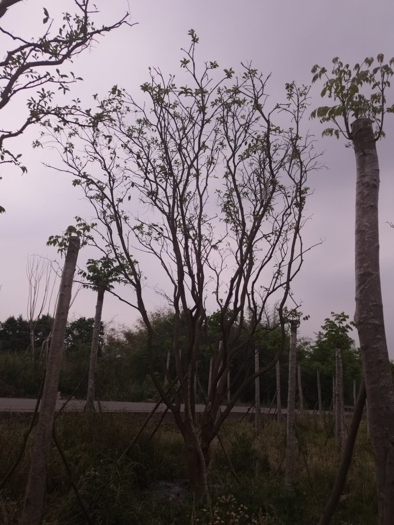 熟货柚子树