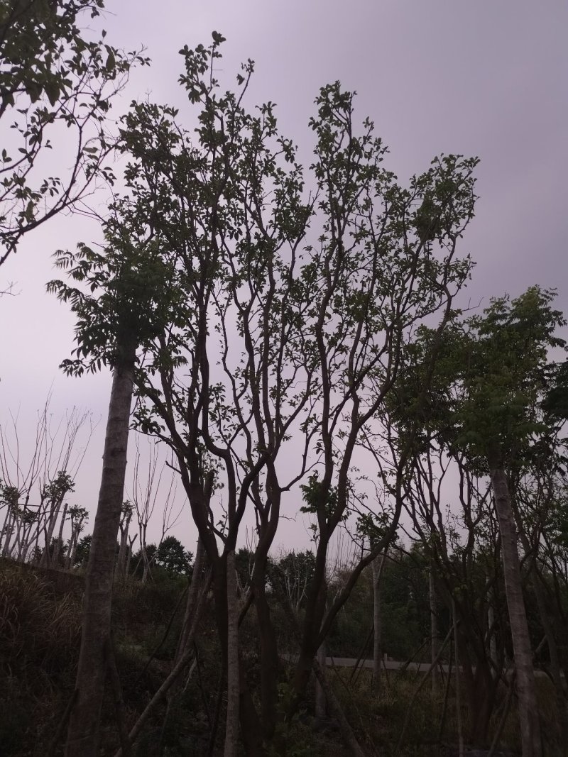 熟货柚子树