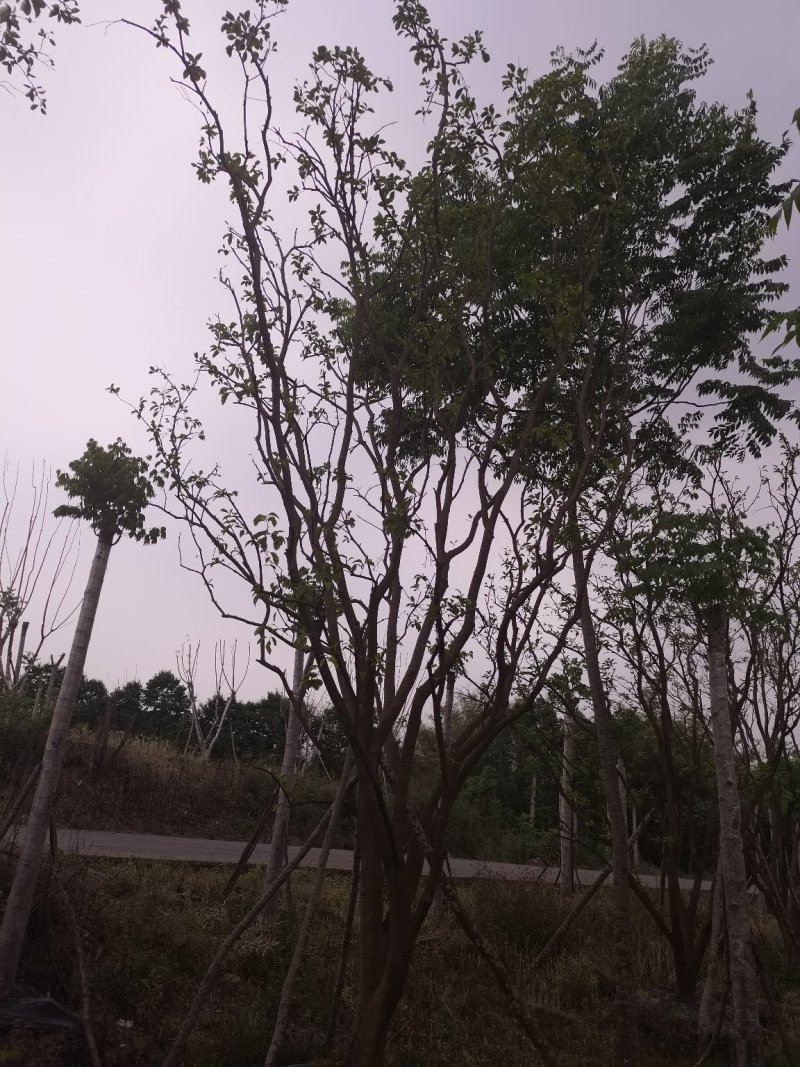熟货柚子树