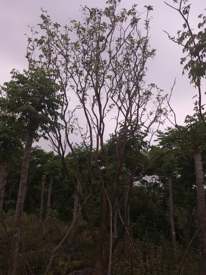 熟货柚子树