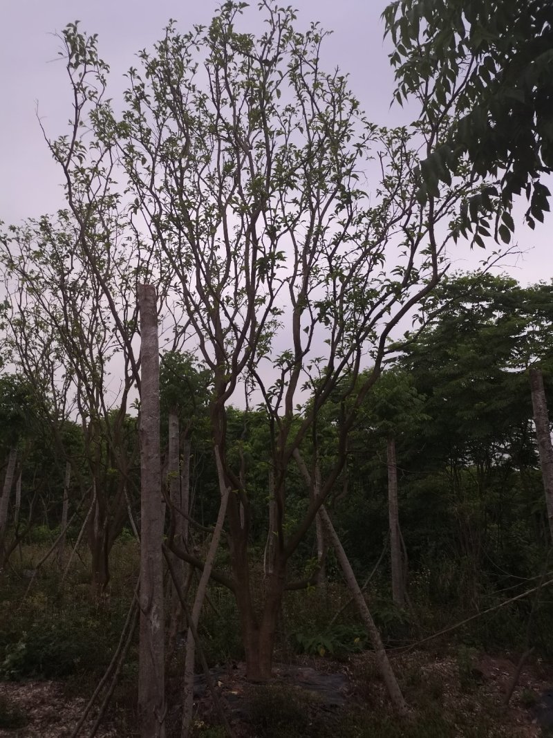 熟货柚子树