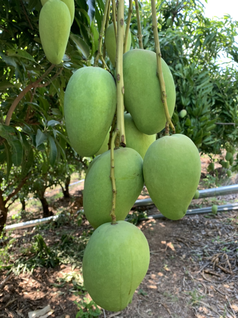 热带精品台农芒果🥭质高品质