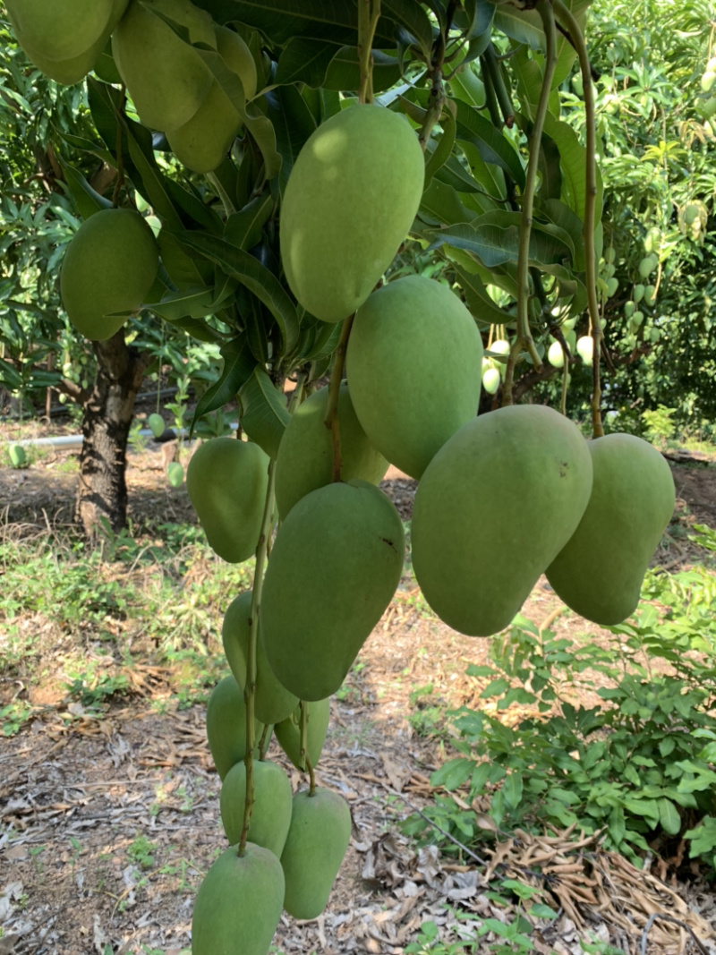 热带精品台农芒果🥭质高品质