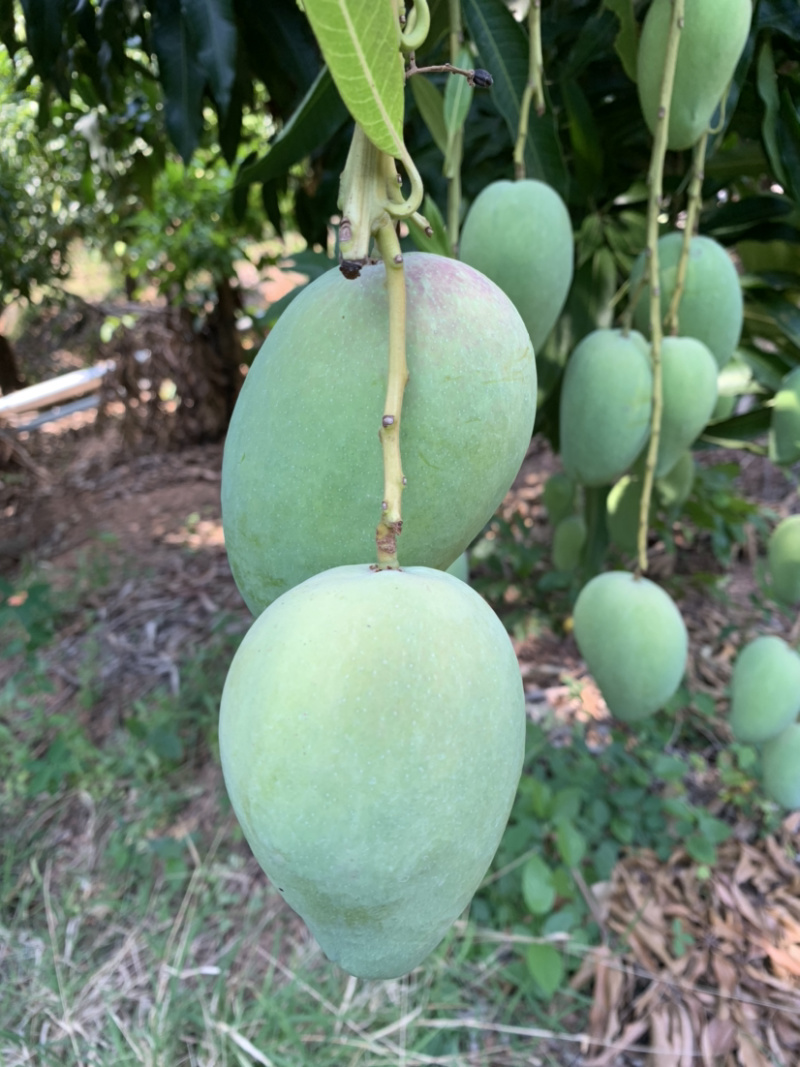 热带精品台农芒果🥭质高品质