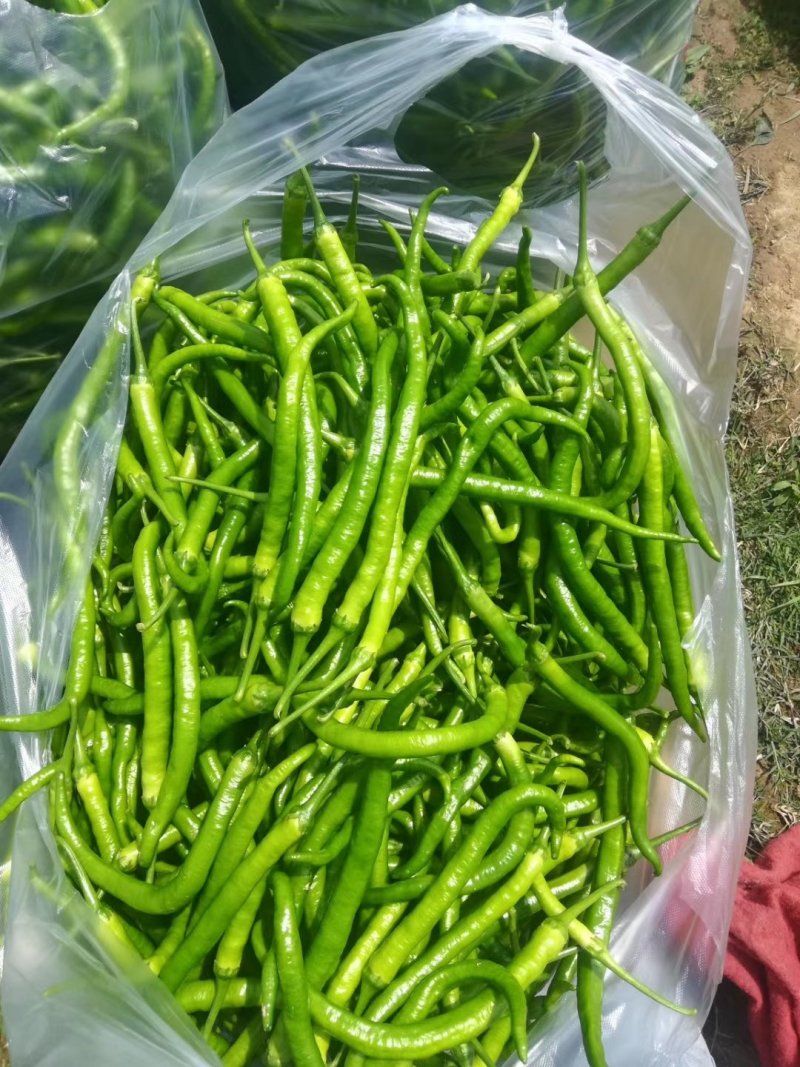 二荆条精选优质辣椒二荆条15~20厘米潼南基地直供