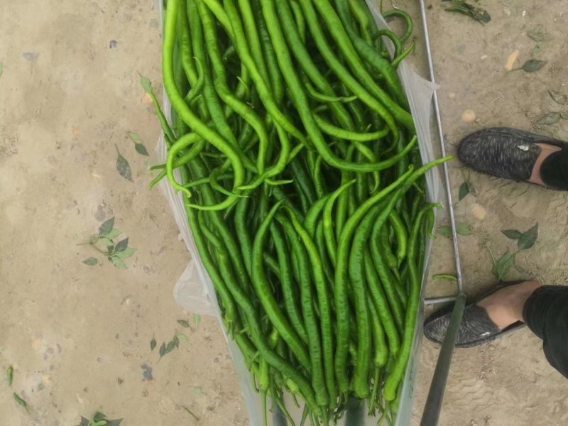 二荆条精选优质辣椒二荆条15~20厘米潼南基地直供