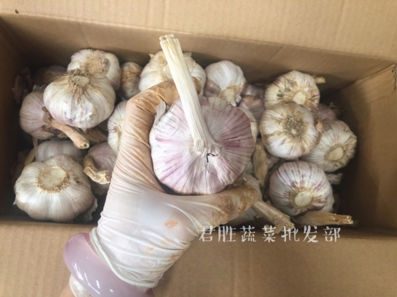 山东太空蒜紫皮白蒜干蒜基地直供商超专用