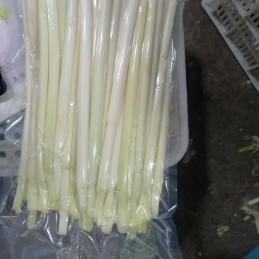 真空包装蒲菜批发