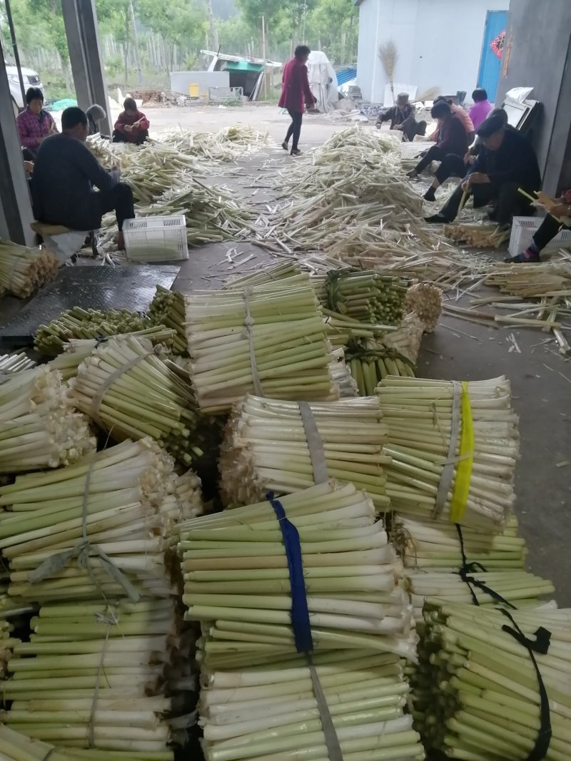 真空包装蒲菜批发