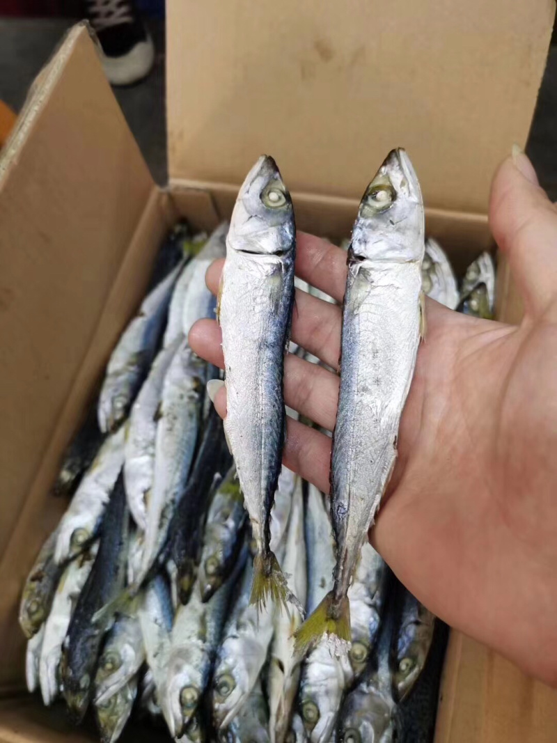 汕头市南澳岛农村人精心制作阳光爆晒优质鱼干