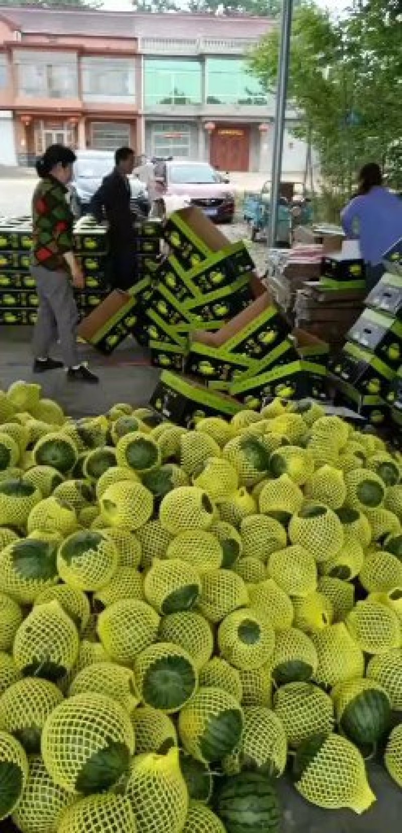 泗洪特小凤量大从优接单提供纸箱托盘标签现摘现发视频实地看货