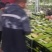 泗洪特小凤量大从优接单提供纸箱托盘标签现摘现发视频实地看货