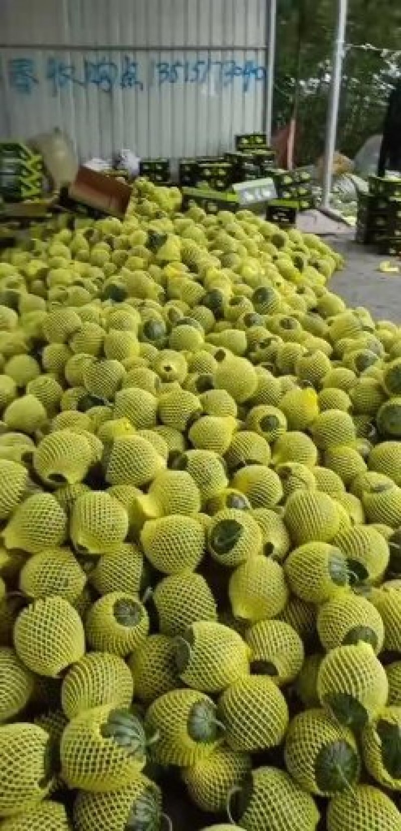 泗洪特小凤量大从优接单提供纸箱托盘标签现摘现发视频实地看货