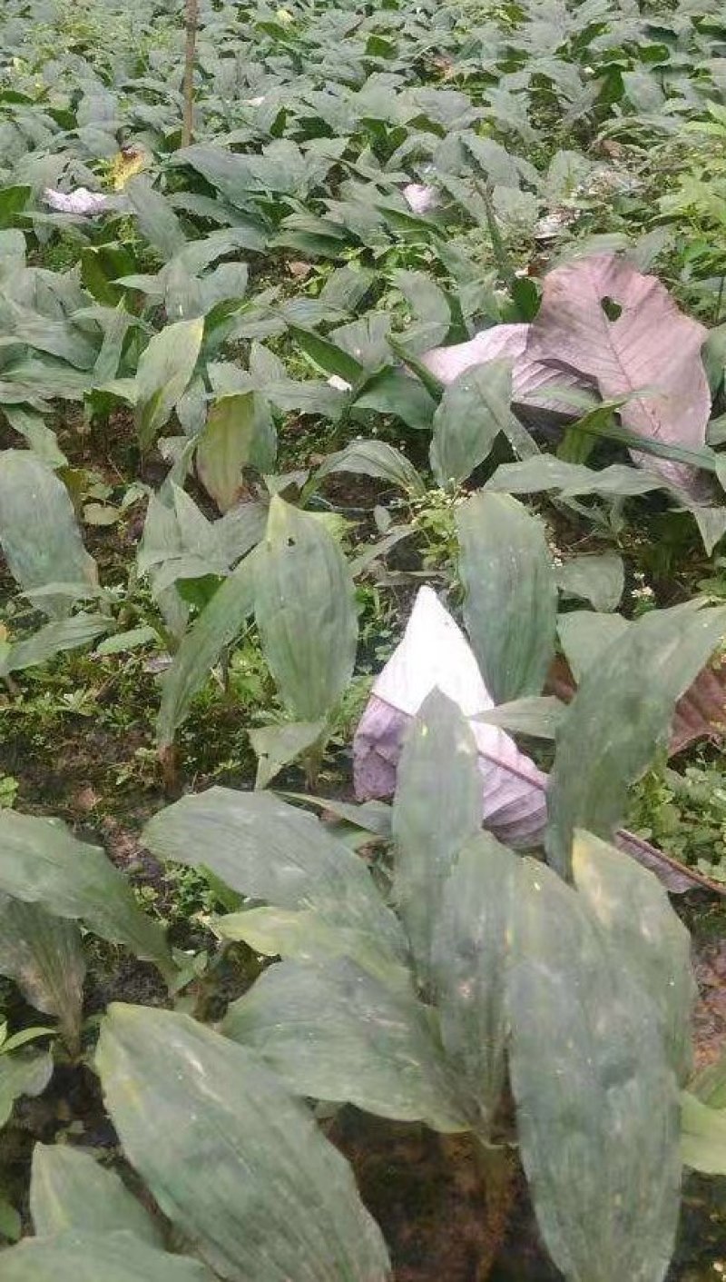 毛慈菇种苗，基地直供，一手货源