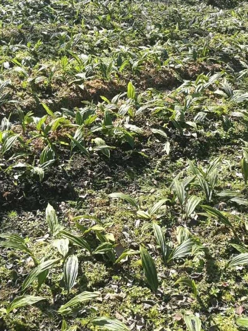 毛慈菇种苗，基地直供，一手货源