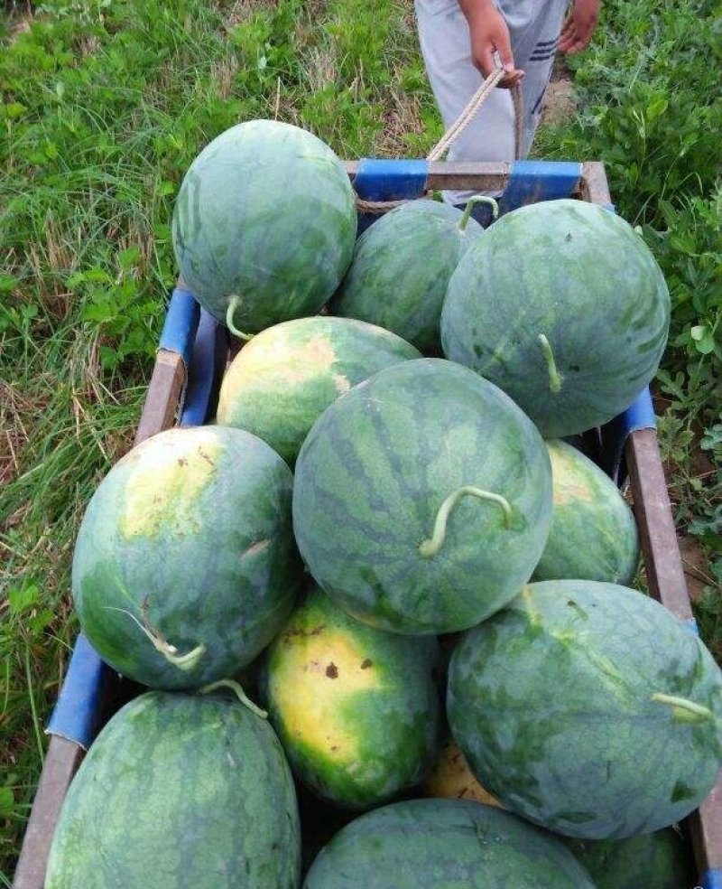 🔥河南西瓜龙卷风热销中大量上市！诚信经营，保质保量！