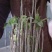 木棉树，本地木棉，红花木棉，英雄树，攀枝花
