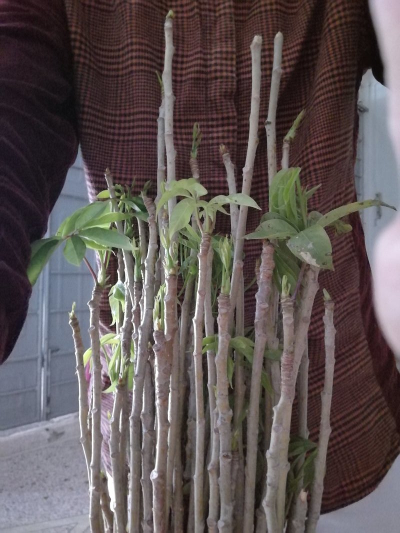 木棉树，本地木棉，红花木棉，英雄树，攀枝花