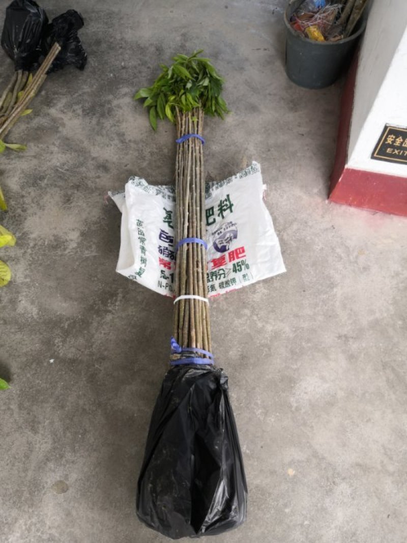 木棉树，本地木棉，红花木棉，英雄树，攀枝花