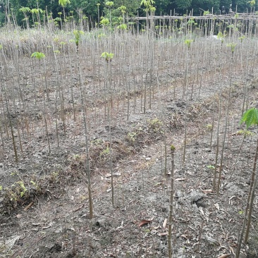 木棉树，本地木棉，红花木棉，英雄树，攀枝花