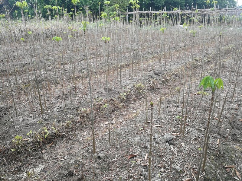 木棉树，本地木棉，红花木棉，英雄树，攀枝花