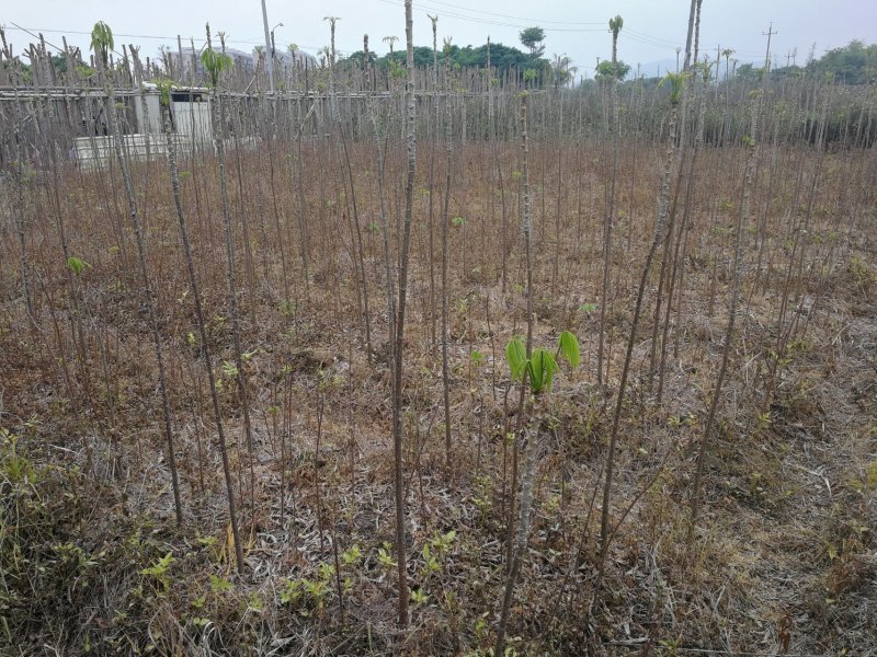 木棉树，本地木棉，红花木棉，英雄树，攀枝花