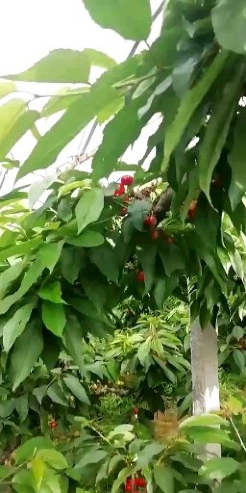 陕西大樱桃！早大果，极早！