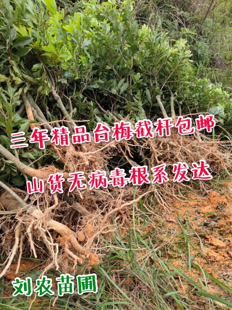 杨梅苗(台梅苗)杨梅树2-4年苗嫁接苗南方杨梅苗