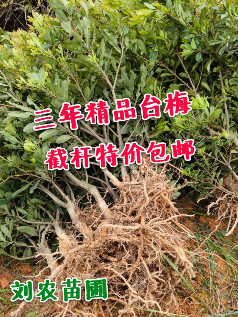 杨梅苗(台梅苗)杨梅树2-4年苗嫁接苗南方杨梅苗