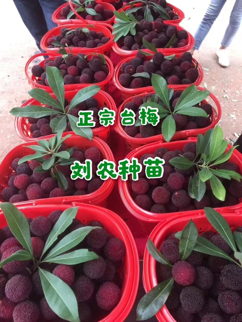 杨梅苗(台梅苗)杨梅树2-4年苗嫁接苗南方杨梅苗