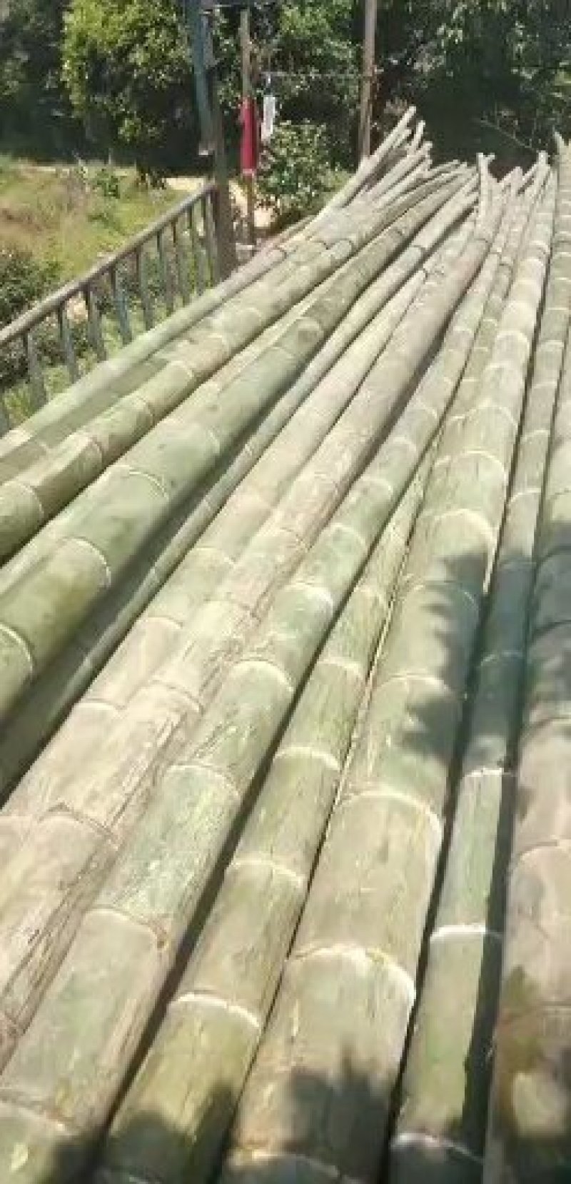 毛竹子，现货，量大，随时发货