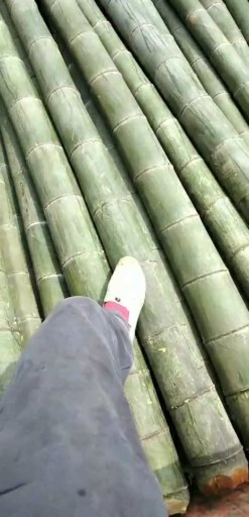 毛竹子，现货，量大，随时发货