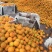 金太阳杏上市了，产地直销