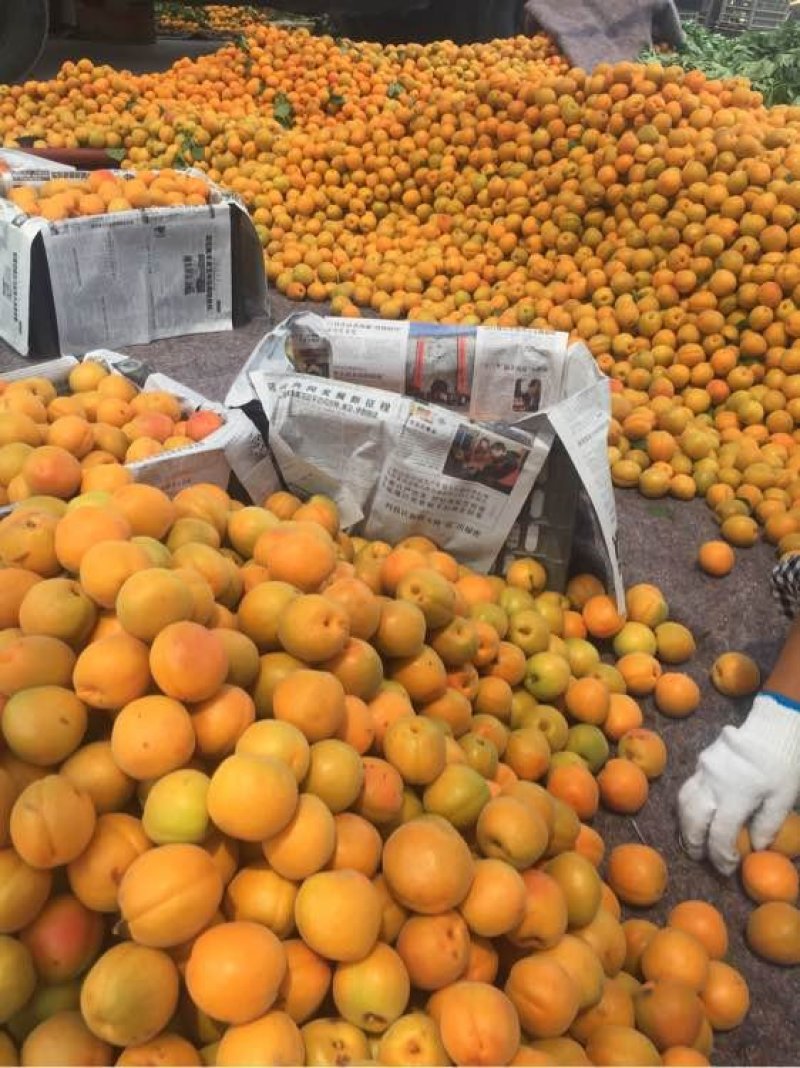 金太阳杏上市了，产地直销