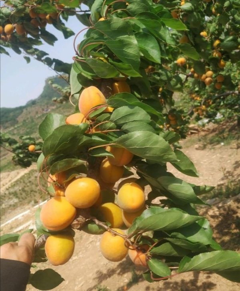 金太阳杏上市了，产地直销