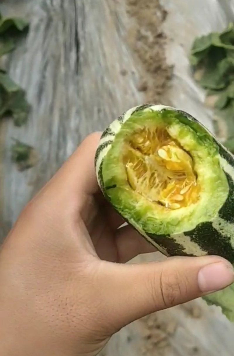 博洋九号甜瓜，口感好，糖度好，无农药残留，产地直销。
