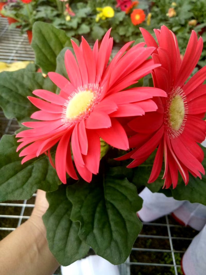 非洲菊颜色全基地直发