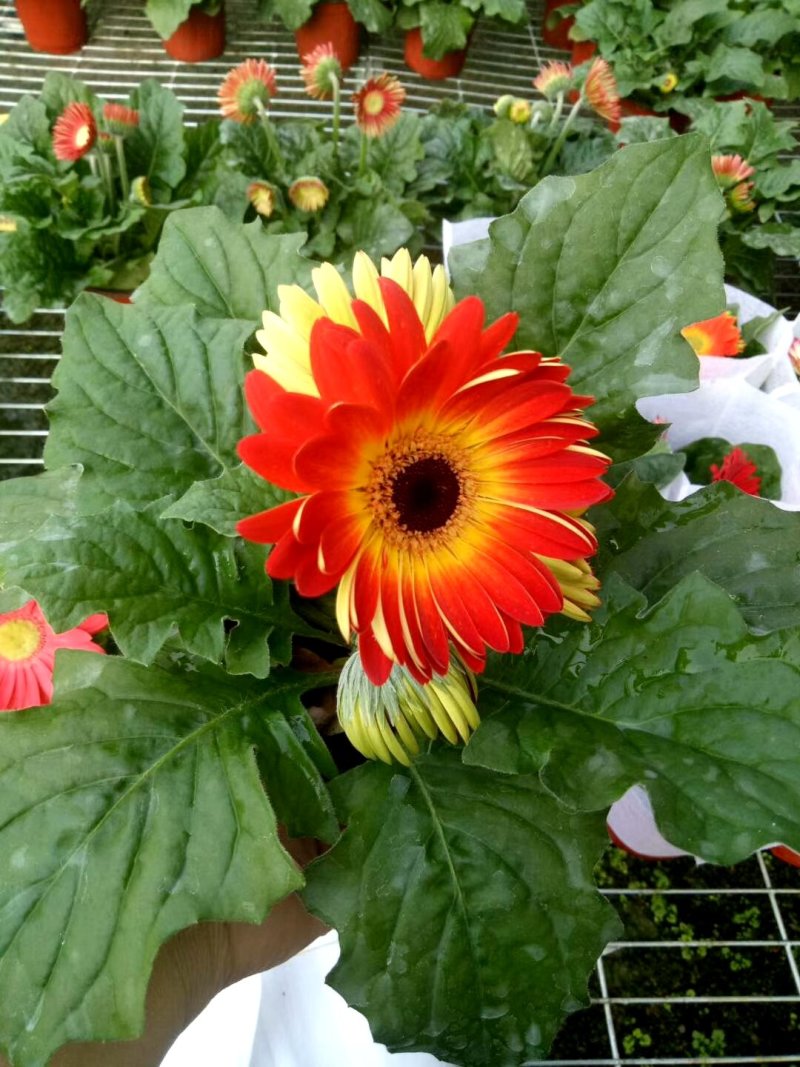 非洲菊颜色全基地直发