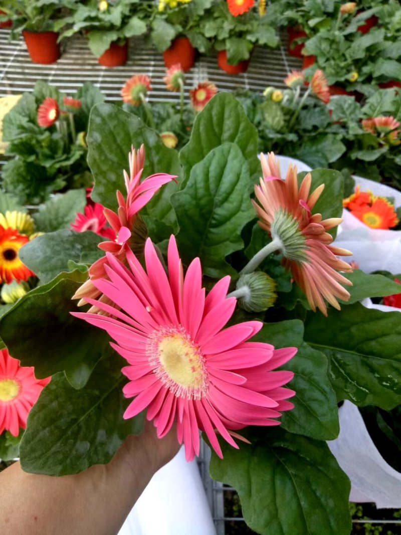 非洲菊颜色全基地直发