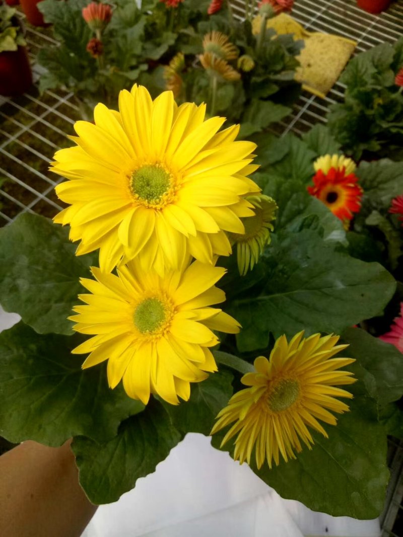非洲菊颜色全基地直发