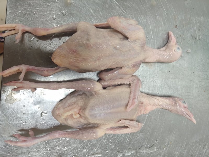 新鲜乳鸽，大小规格都有，大量批发