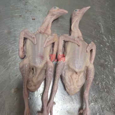 新鲜乳鸽，大小规格都有，大量批发