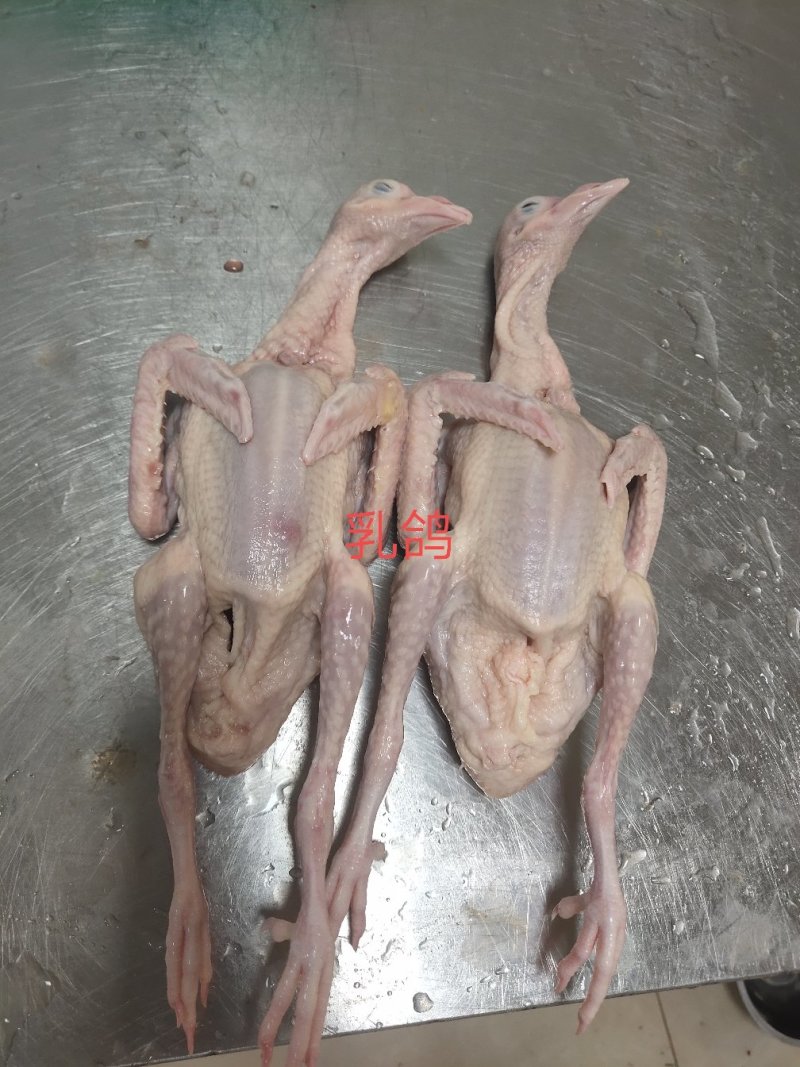 新鲜乳鸽，大小规格都有，大量批发