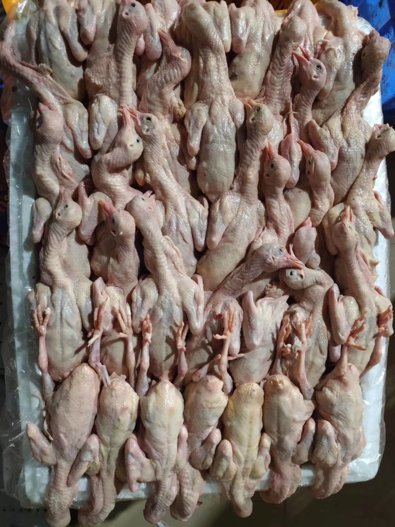 新鲜乳鸽，大小规格都有，大量批发