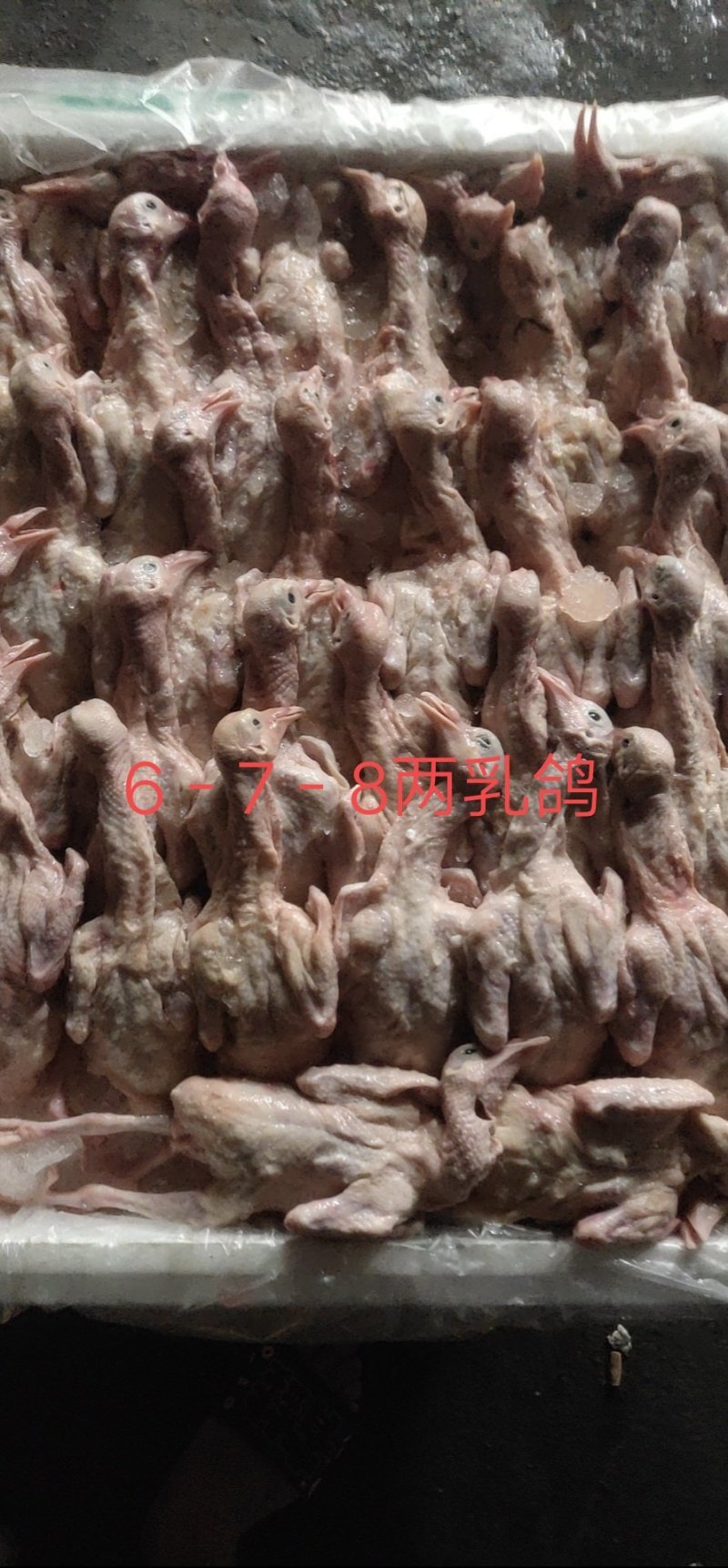 新鲜乳鸽，大小规格都有，大量批发