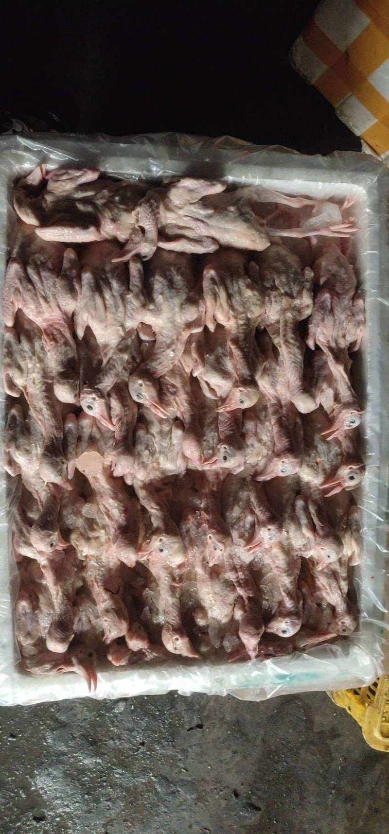 新鲜乳鸽，大小规格都有，大量批发