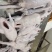 广东清远黑棕鹅