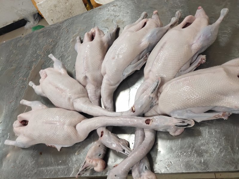 广东清远黑棕鹅