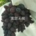 葡萄苗甜蜜蓝宝石葡萄苗保证品种正提供技术指现挖现发