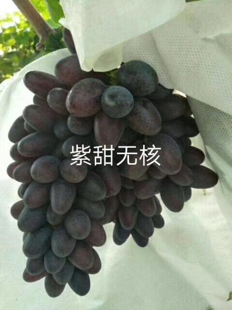 葡萄苗甜蜜蓝宝石葡萄苗保证品种正提供技术指现挖现发